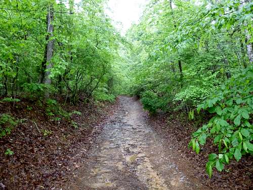 on the soggy trail to Driskill Mountain
