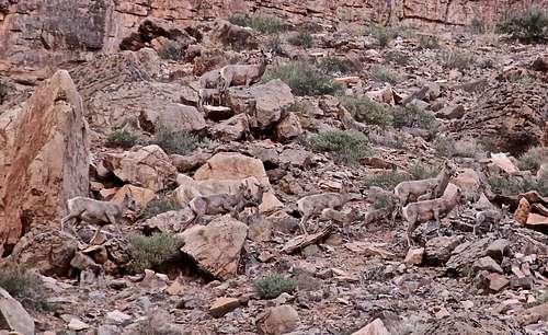 Well camouflaged sheep