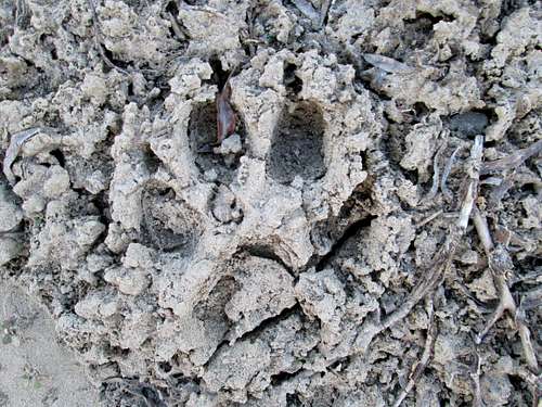 Wolf print in mud, near the Snake River, Grand Teton National Park