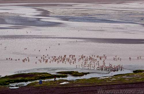 A lot of flamingoes, one human