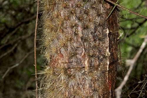 trunk of tree Opuntia