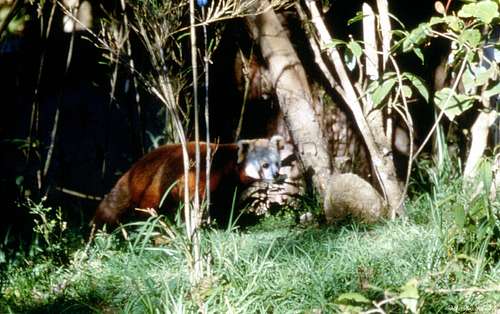 The rare Himalayan red panda hiding itself in the forest