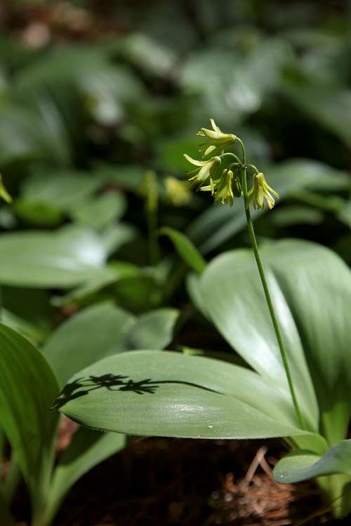 Bluebead Lily