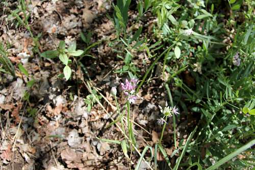 WILD ONION ALONG JACOBS LADDER TRAIL