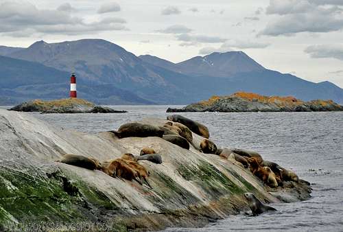 Clichet photo of sea lions and end of the world lighthouse
