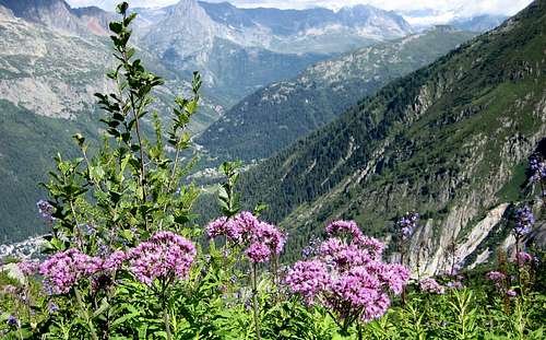 Adenostyles (Grauer Alpendost) and Cicerbita (Alpine Blue-sow-thistle, Alpen-Milchlattich)
