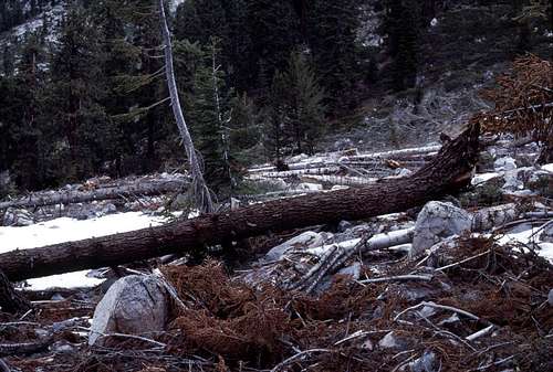 1986 Avalanche Debris in 1987