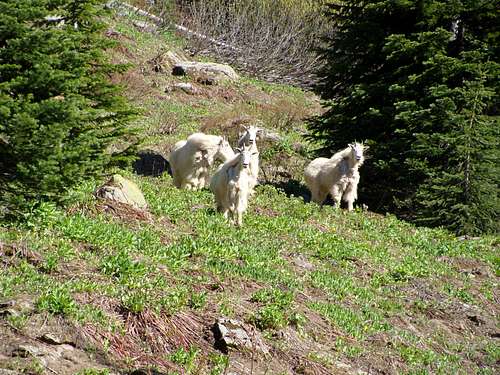 Moutain Goats at Heart Lake