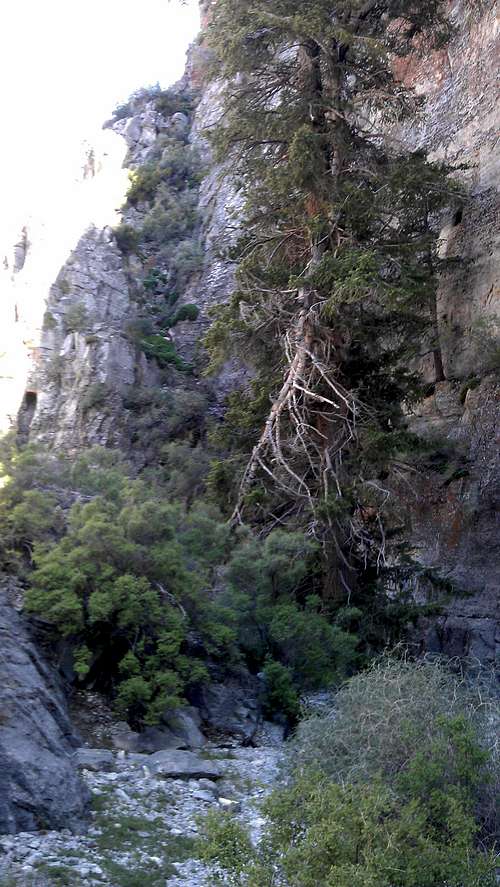 Sawtooth Canyon