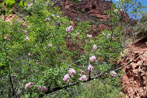 Flowering Tree on North Kaibab Trail