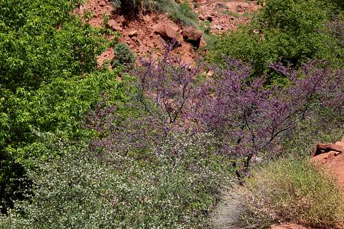 Flowering Bushes on North Kaibab Trail
