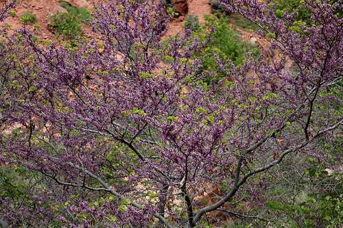 Flowering Tree on North Kaibab Trail