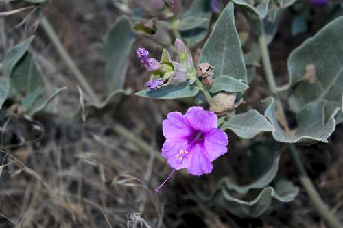 Purple Flower on North Kaibab Trail