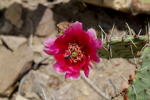 Red Flower Barrel Cactus with Bee Close Up Bright Angel Trail