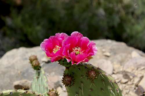Red Flowers in Barrel Cactus below Indian Gardens Campground