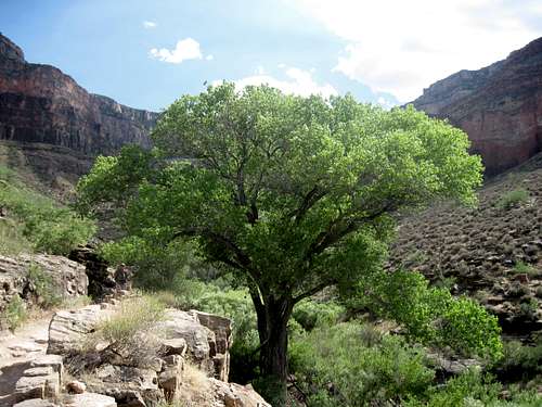 Large Cottonwood Tree in Grand Canyon on Bright Angel Trail