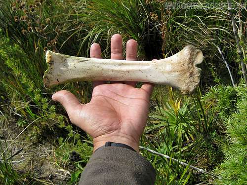Big bone I found on the way to Asa de Hermes