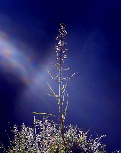 Notholirion bulbuliferum