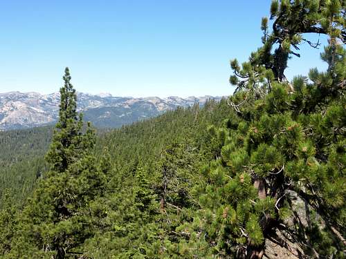 View over the summit forest towards the Granite Chief Wilderness
