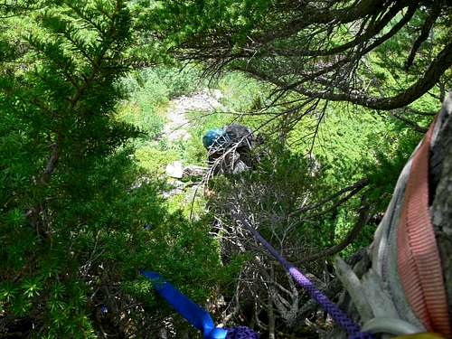 Rappelling Down from the Woods