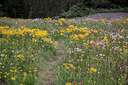 Wildflower trail