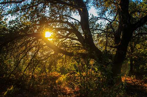 Sunlight through a live oak