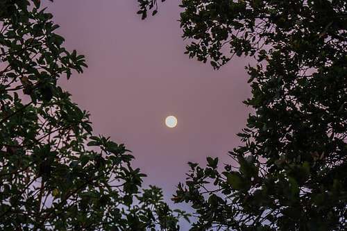July Moon at dusk