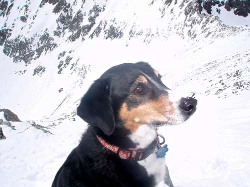 Duchess on the SW slopes of Blanca