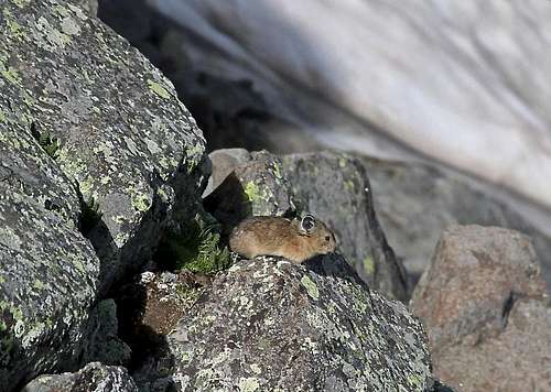 Pika on the route