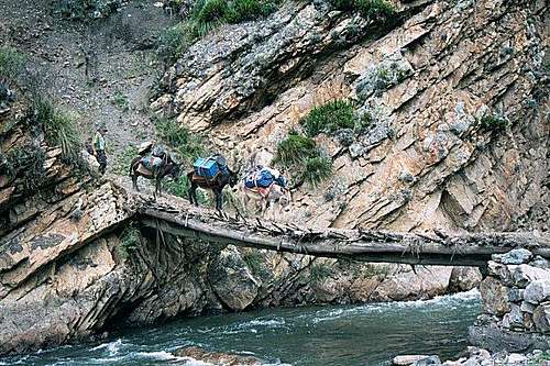 Our pack mules crossing a log...
