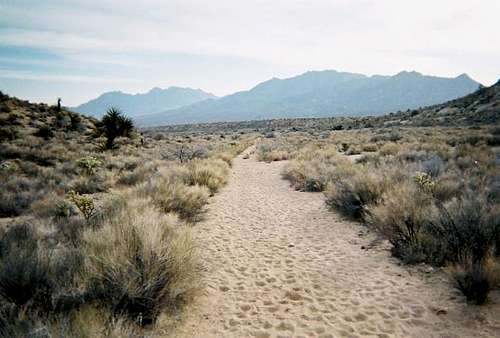The road in Cottonwood Wash.
