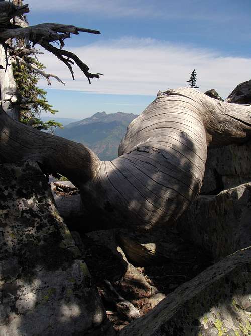 Old Root With Ibex Peak In The Distance