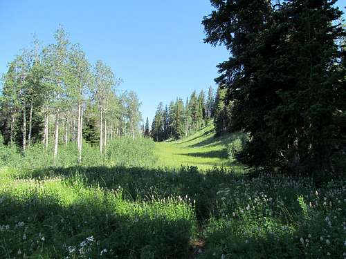 meadows along the route
