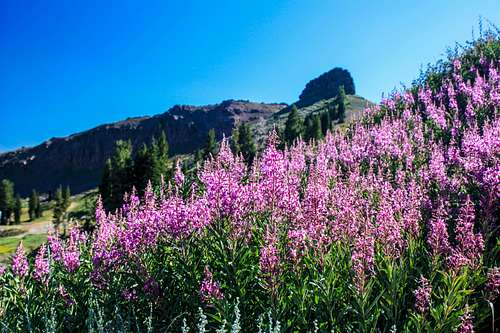 Fireweed and Emigrant Crag
