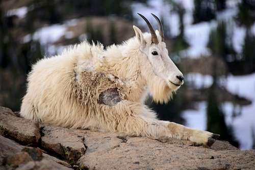 Mountan Goat
