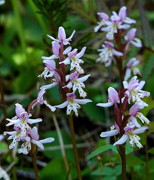 Round-leaved Orchis (Amerorchis rotundifolia)