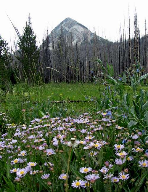 Un-named peak & wildflowers