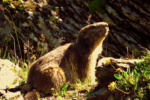 Marmot near Kleine Scheidegg