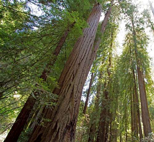 Mammoth Coastal Redwoods