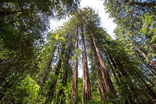 Muir Woods - Redwoods Retreat