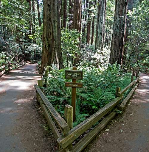 Cathedral Grove