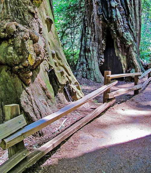 Main Trail - Burl Visible