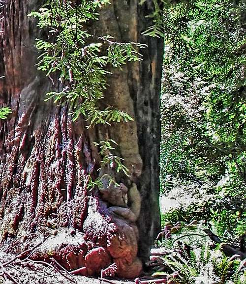 Coastal Redwood with Burl