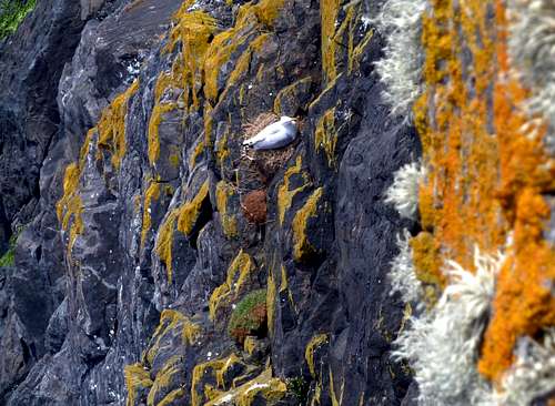 A seagull nest on the wall, Tater Du