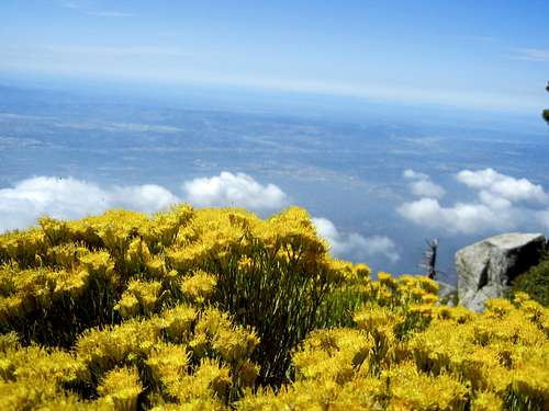 View from summit of Cucamonga Peak (8,859') 9.1.13