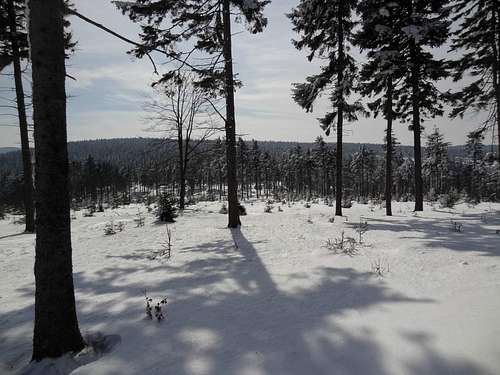 White forest