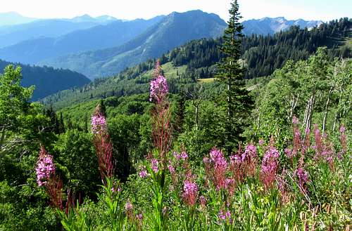 Mount Raymond wildflowers
