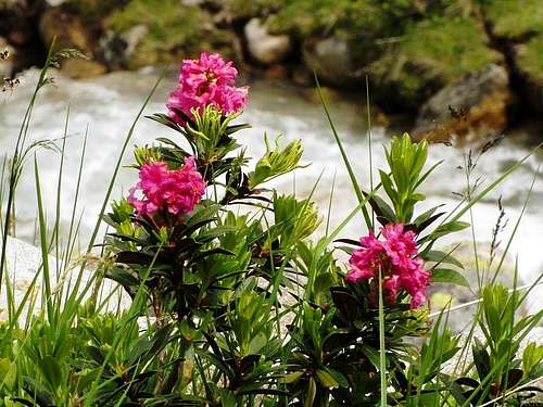 Alpenrose in the Kromertal