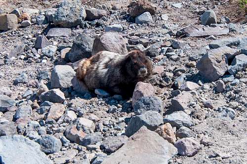 Hoary Marmot at Pebble Creek