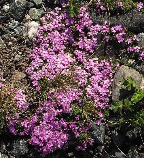 Tiny flowers covering the rocks